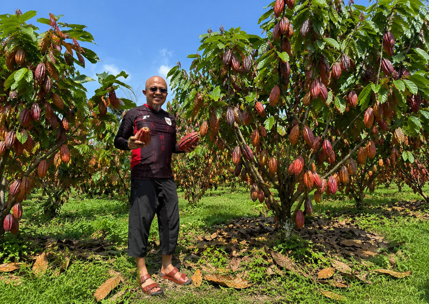 Cocoa farm education and crop development